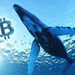 Аватар Telegram-канала Whales Crypto Guide — статистика и реклама
